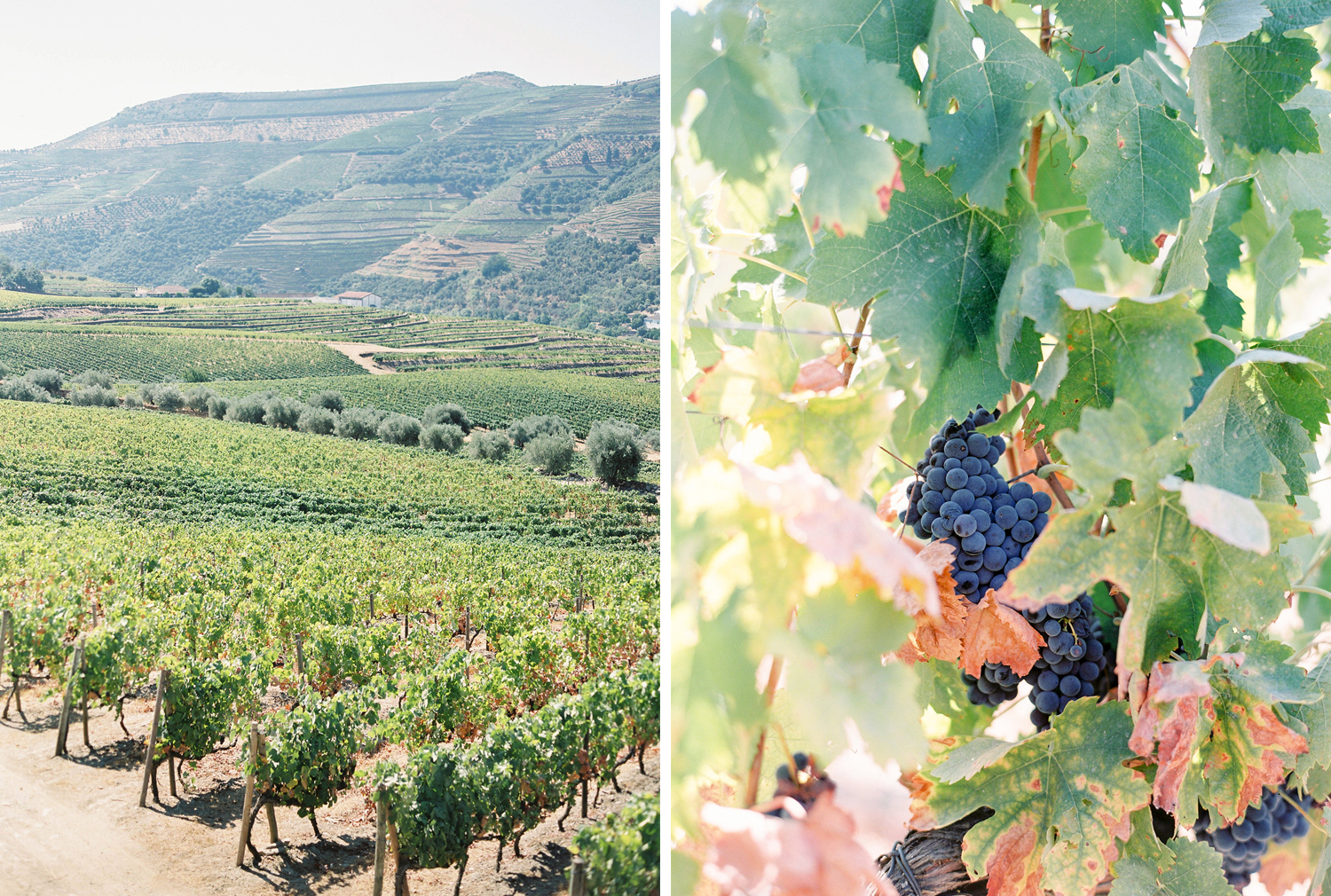 Douro Valley Brancoprata experience