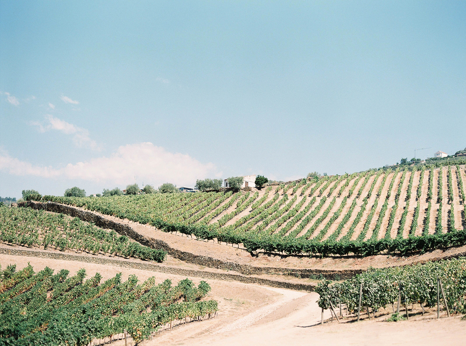 Douro Valley Brancoprata experience